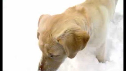 Zoe labrador sulla neve all'abetone