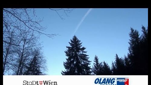 Olang goes vienna - fällung des baumes und transport