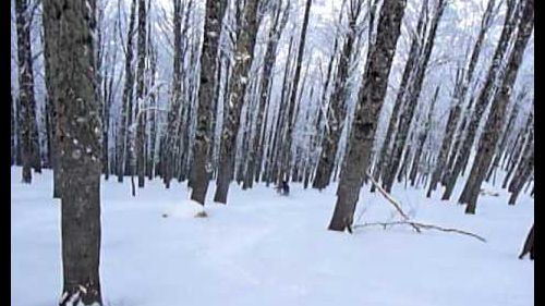 Al gran bosco - freeride roccaraso