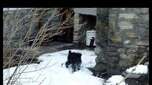 Zwergschnauzer nero, siegfried a pasqua 2010 nella neve di la thuile