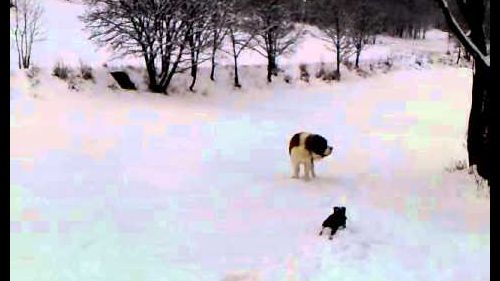 Cucciolo di san bernardo & co. a bardonecchia...giocano nella neve!