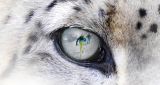 On February 29, Snow Leopard Day returns to Spiazzi di Gromo