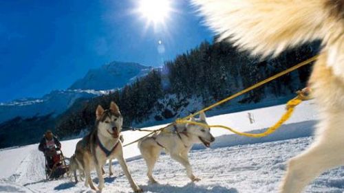 Husky