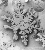 Snow Report