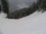 Ciampac. The track of the forest in Alba di Canazei