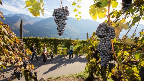 Valtellina, lungo le strade di grandi vini e sapori autentici